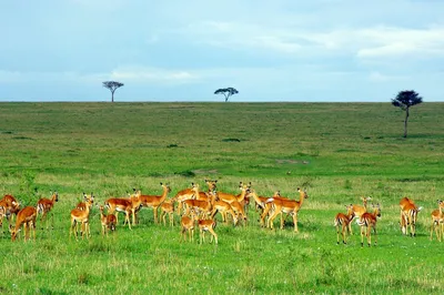 Safari w Kenii: Masai Mara, Nakuru i Amboseli