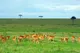 Safari w Kenii: Masai Mara, Nakuru i Amboseli