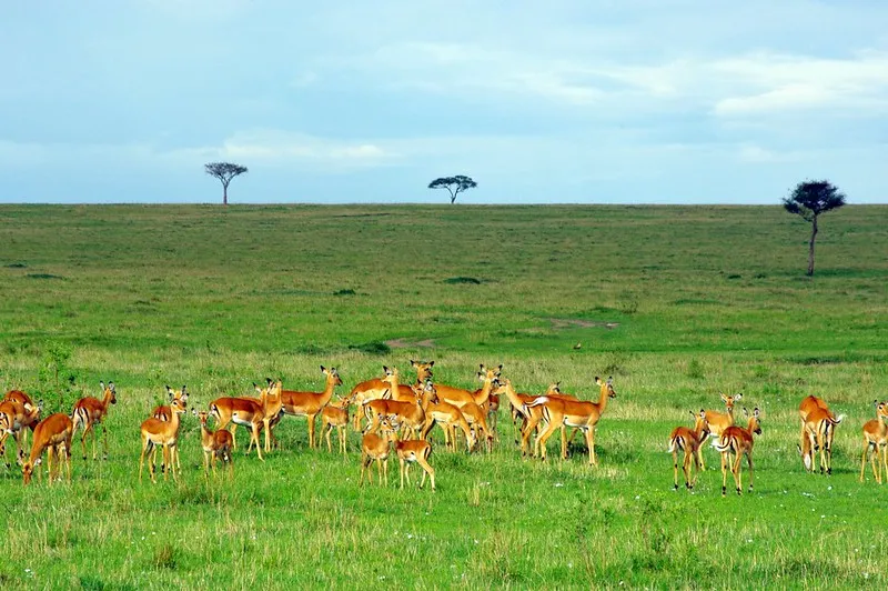 Kenia | Park Narodowy Masai Mara Kenia | Park Narodowy Masai Mara