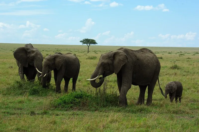 Kenia | W Masai Mara żyje około 3000 słoni Kenia | W Masai Mara żyje około 3000 słoni