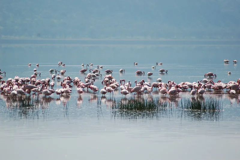 Kenia | Park Narodowy Jeziora Nakuru jest królestwem flamingów Kenia | Park Narodowy Jeziora Nakuru jest królestwem flamingów
