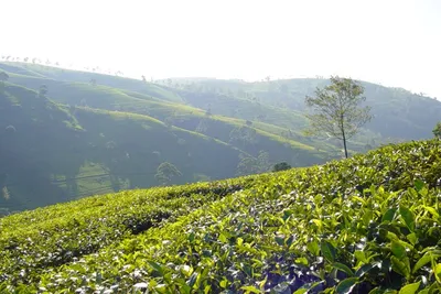 Sri Lanka