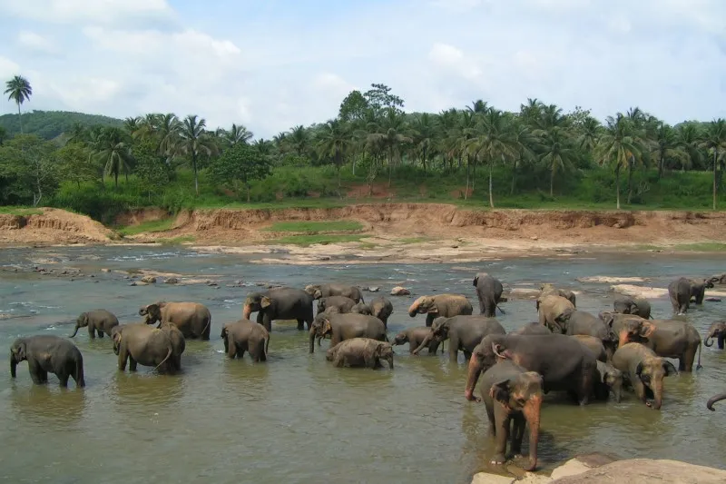 Sri Lanka | Kąpiel słoni Sri Lanka | Kąpiel słoni
