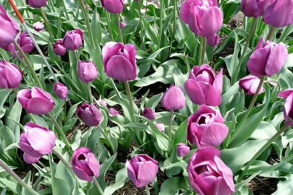 Holandia | Jednym z symboli Holandii są tulipany Holandia | Jednym z symboli Holandii są tulipany