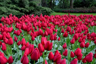 Parada tulipanów na Krymie  