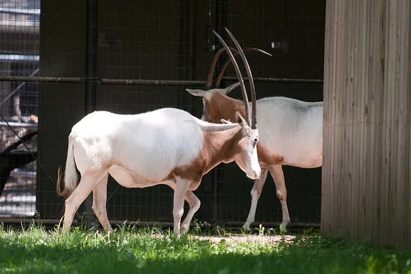 Tunezja | Na terenie Parku Narodowego Sidi Toui reintrodukowano piękny gatunek antylopy – oryksa szablorogiego (Oryx dammah) Tunezja | Na terenie Parku Narodowego Sidi Toui reintrodukowano piękny gatunek antylopy – oryksa szablorogiego (Oryx dammah)