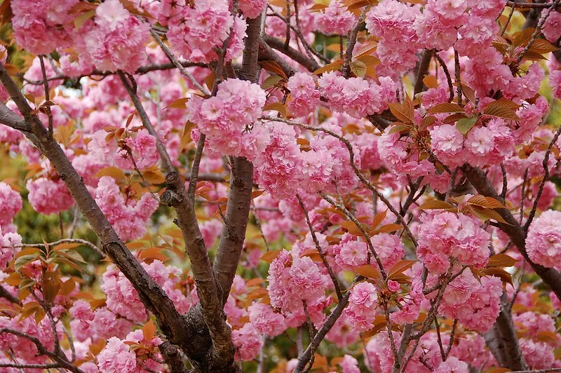 Ukraina | Wiśnie japońskie są bardzo popularnie na Ukrainie m.in. w Nikitskim Ogrodzie Botanicznym