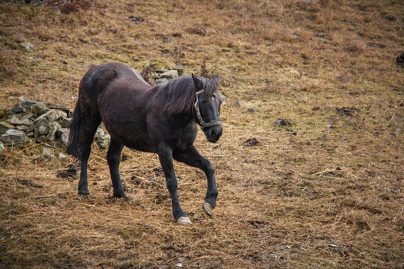 Ukraina | Karpaty, dzikie konie Ukraina | Karpaty, dzikie konie