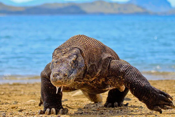 Indonezja | Waran z Komodo Indonezja | Waran z Komodo